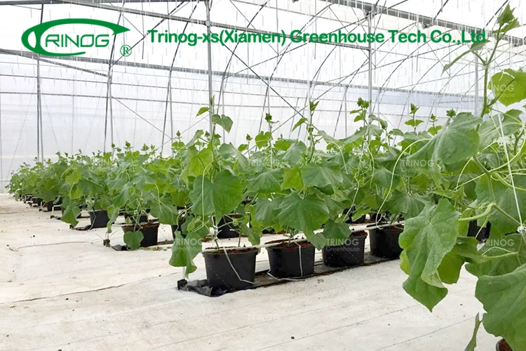 Multi-Span Film Vegetable Greenhouse Flower Growing Greenhouse with Inner Shading System
