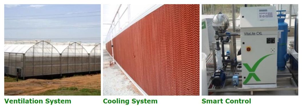 Agriculture Inner Shading System Cooling Film Multi-span Greenhouse for Vegetable
