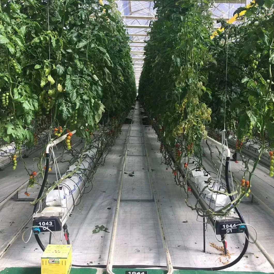 Automatic Shading System Multi-Span Greenhouse