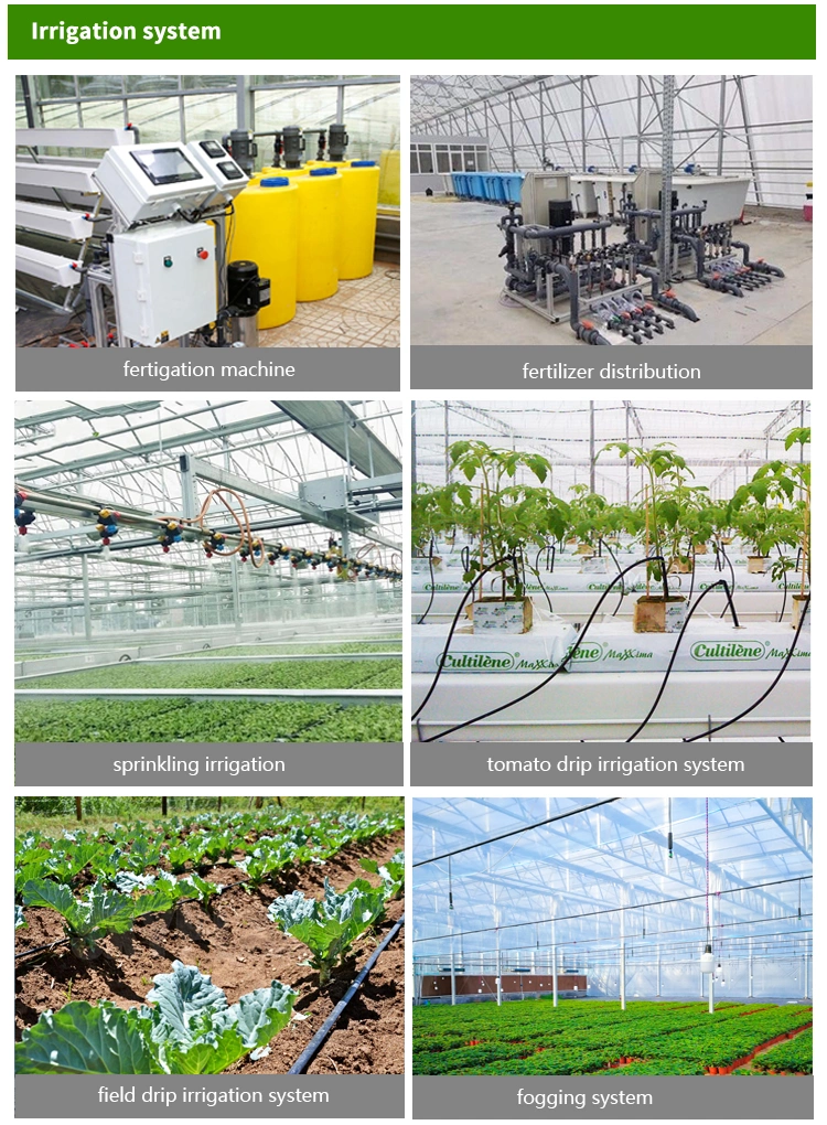 Agricultural Customized Commercial Polytunnel Hydroponics Vertical Vegetables Growing Plastic Tunnel Film Multi Span Greenhouse