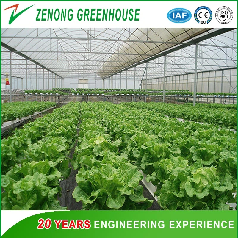 Modern Agriculture Vegetable Film Greenhouse for Lettuce/Salad Planting