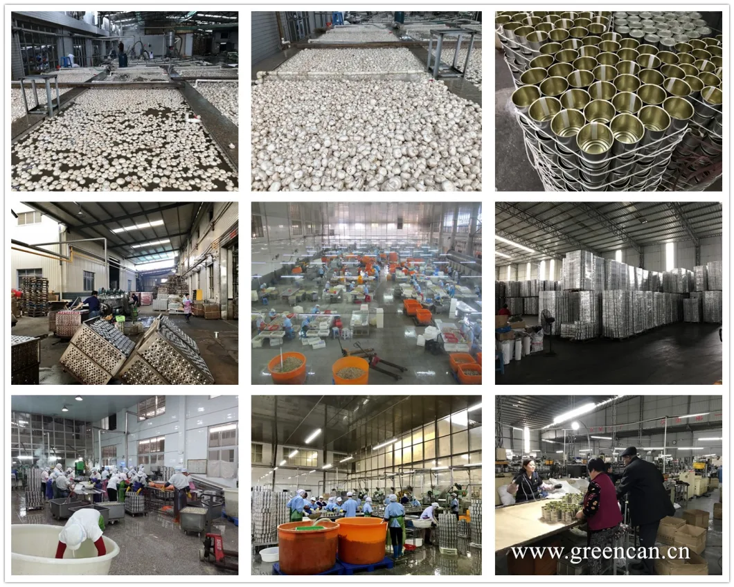 Canned Food Canned Mushroom Whole From China Factory