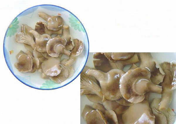 Canned Food Canned Abalone Mushroom