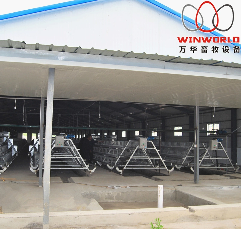 Seychelles Poultry Farm Project A Frame Meat Chicken Cage with Automatic Chicken Manure Clean Machine