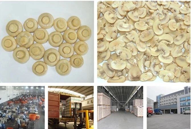 Canned Food Canned Mushroom Slices From China Manufacturer