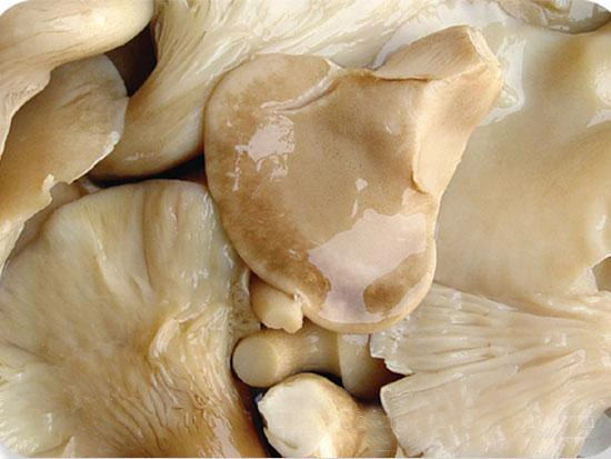Canned Abalone Oyster Mushroom Hot Selling