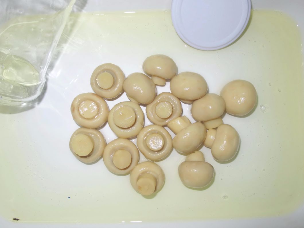 Canned Food Canned Fresh Mushrooms Wholes From China Factory