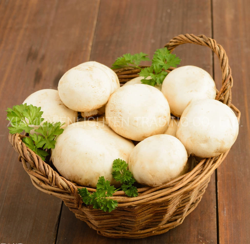 Canned Mushroom Slice Whole Champignon Mushroom in Brine