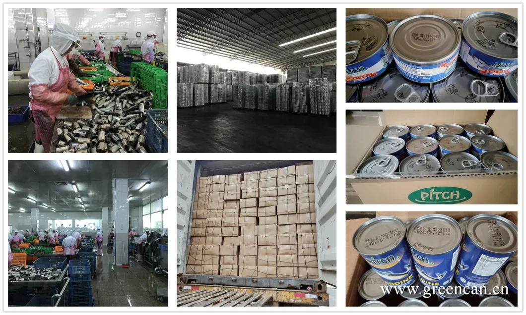 Canned Seafood Canned Mackerel in Brine/Water Export by China Wholesale