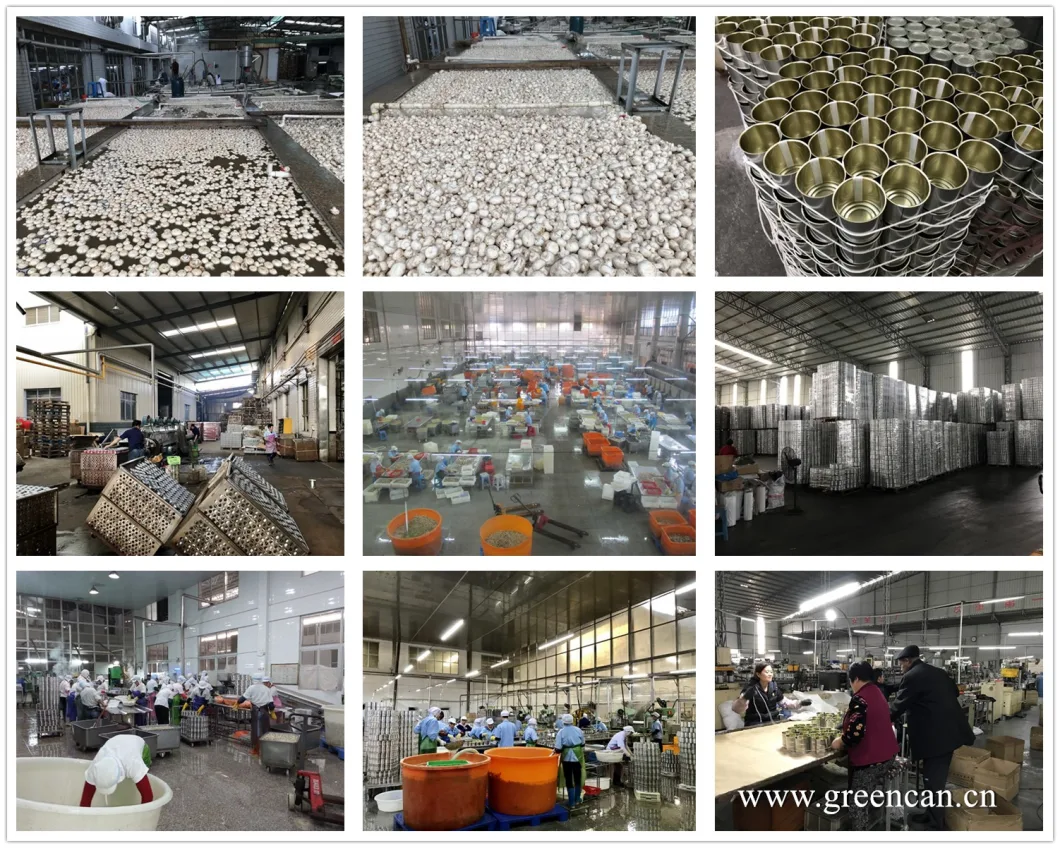 Canned Food Canned Fresh Mushroom Wholesale