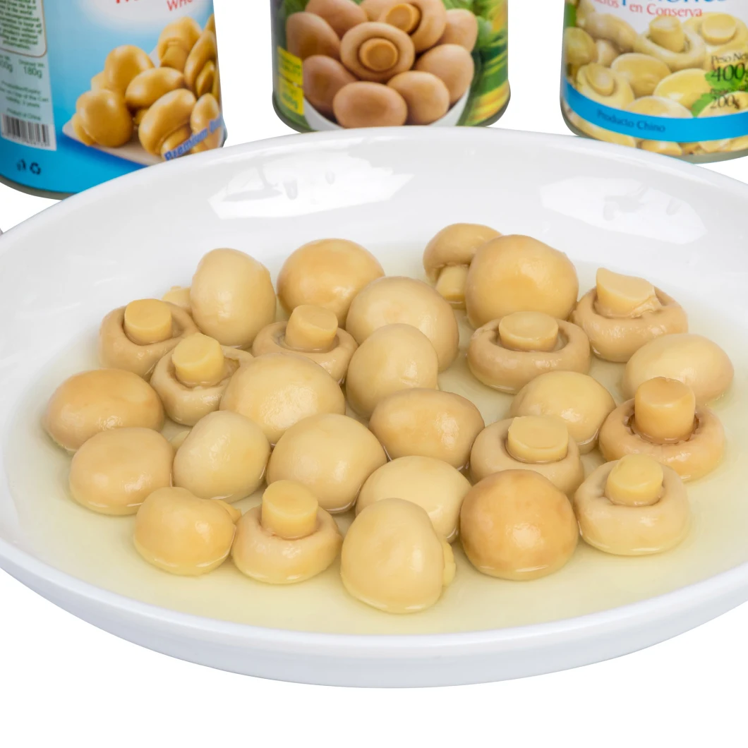Canned Food Canned Whole Mushroom Food with Good Price