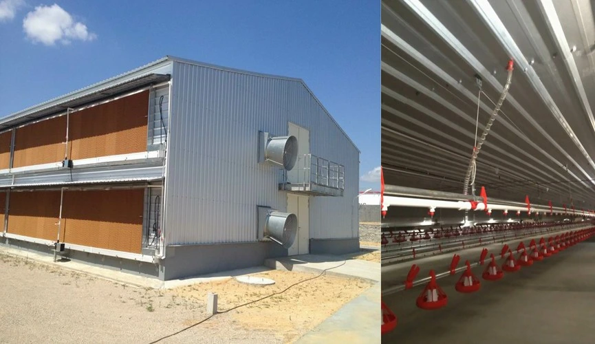 Prefab Steel Structure Egg Chicken Meat Chicken Poultry House