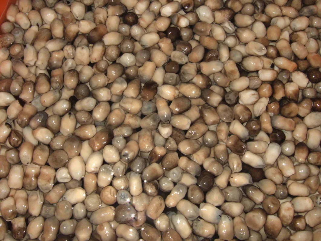 Canned Straw Mushroom From China Factory