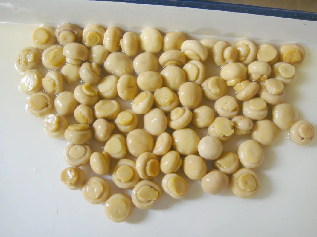 China Manufacturer Canned Mushroom Whole Fresh Miny Champignon in Brine