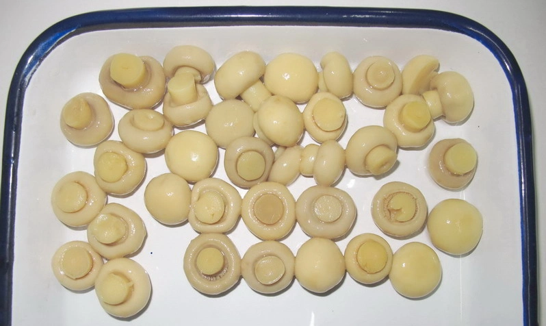 Canned Whole Mushroom with Fresh Raw Material