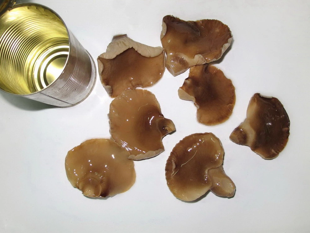 Canned Abalone Mushroom with Best Flavor