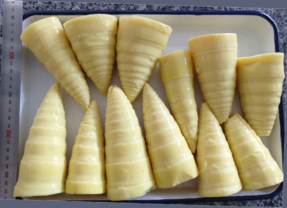Canned Bamboo Shoots Sliced with Original Flavor