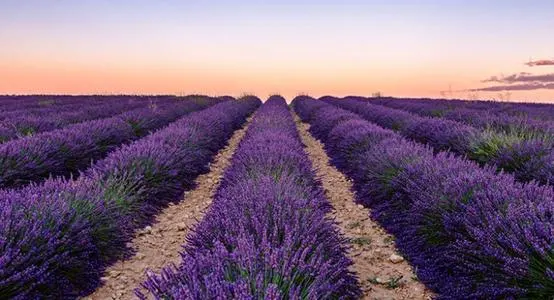 Hot Selling in Provence, France Lavender, Flower& Tea Harvesting Machine Phv100