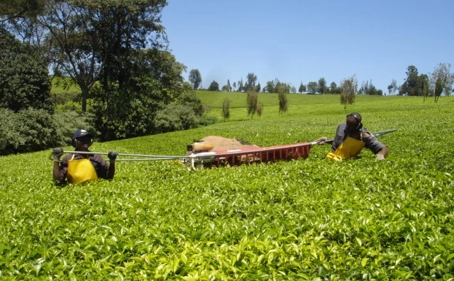 Tea Picking Machine/Mechanical Tea Harvesting Machinery Phv100h