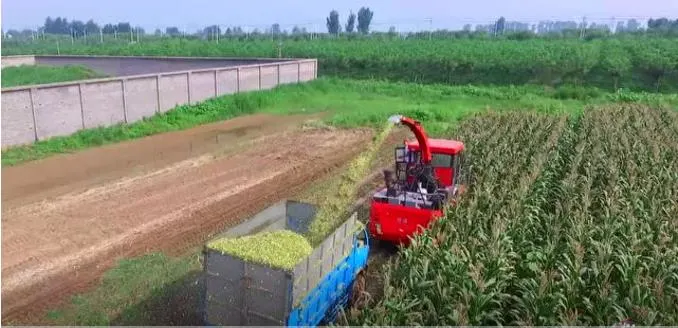 Big Farm Using Cornstalks, Maize Straws Silage Harvesting Machine, Fodder Silage Harvesting Machine, Ensiling Harvester Machine