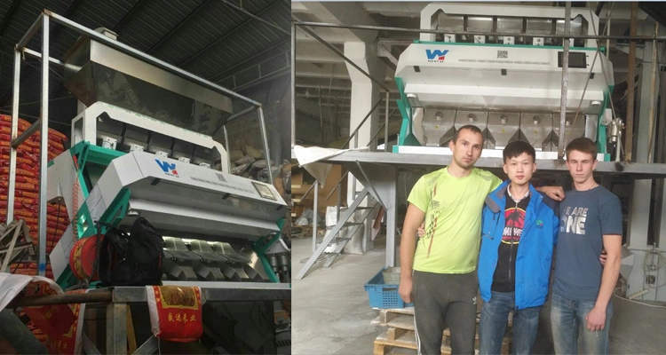 3 Chutes Tea Processing Machine with Color Sorting Function