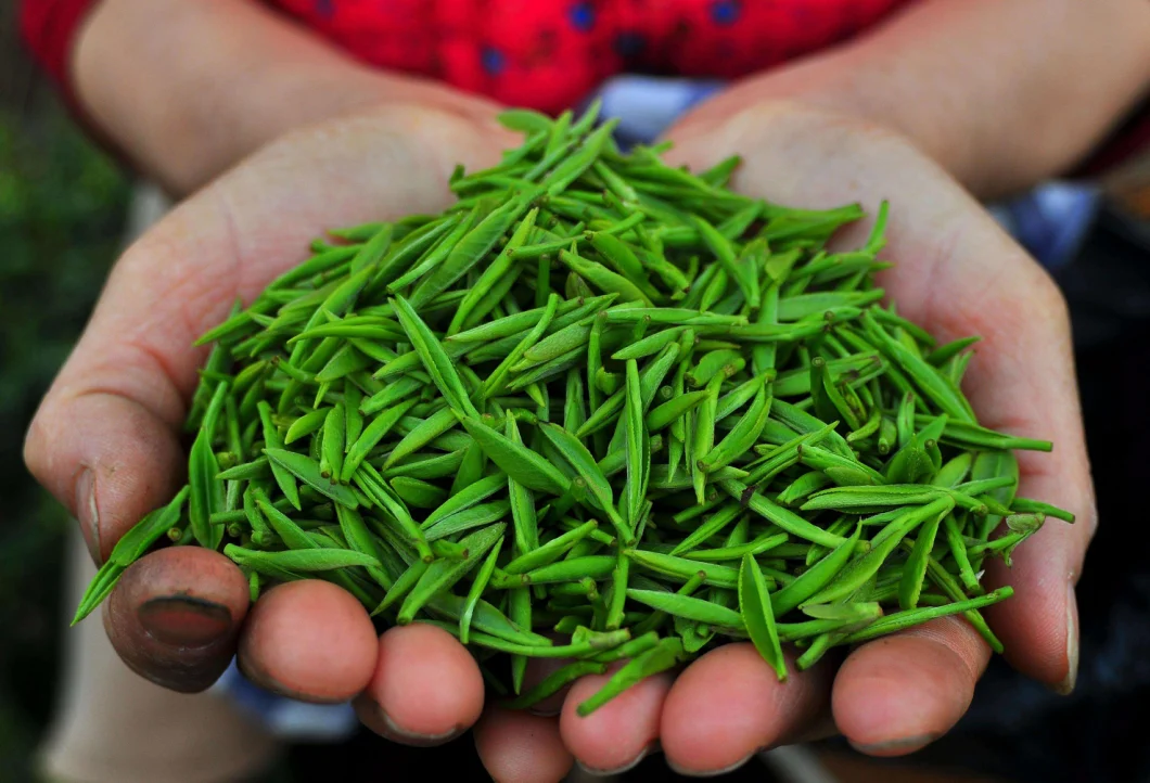 Black Green Leaf Tea Processing Line