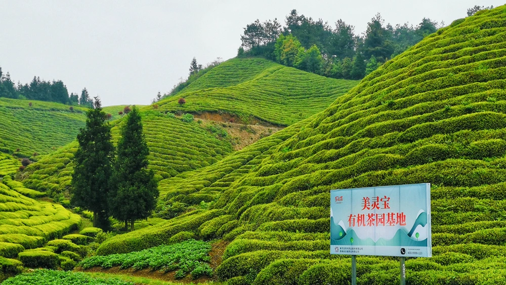 Chinese Jasmine Green Tea Bitanpiaoxue Flower Tea Blend Flavor Green Tea