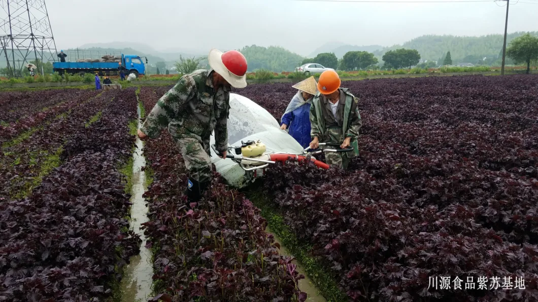 Best-Seller in Romania Harvester for Lavender Tea Harvesting Machine Phv100