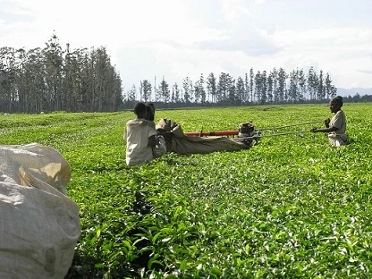 Kawasaki Sv120 Two Man Tea Harvester