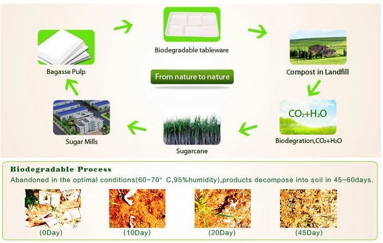 10 Inch Compartment Round Bagasse Plate with Eco-Friendly Biodegradable Sugarcane