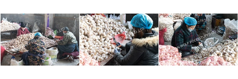 Chinese Garlic Exporter 10kg Mesh Bags Cartons Red Garlic