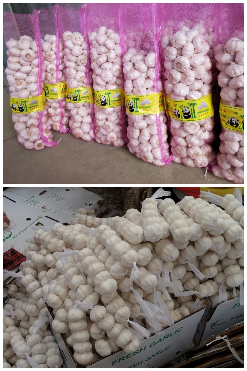 Export Good Quality Fresh Chinese Mesh Bag Packing Pure White Garlic