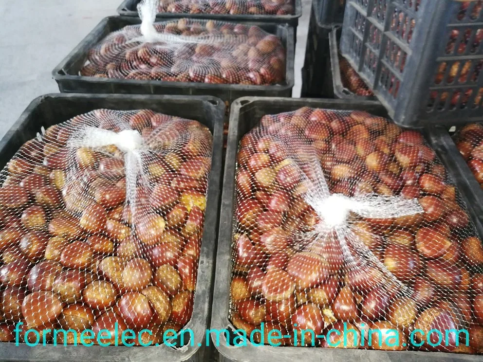 Chinese Fresh Chestnuts Dried Fruit China Chestnut Chinese Chestnut
