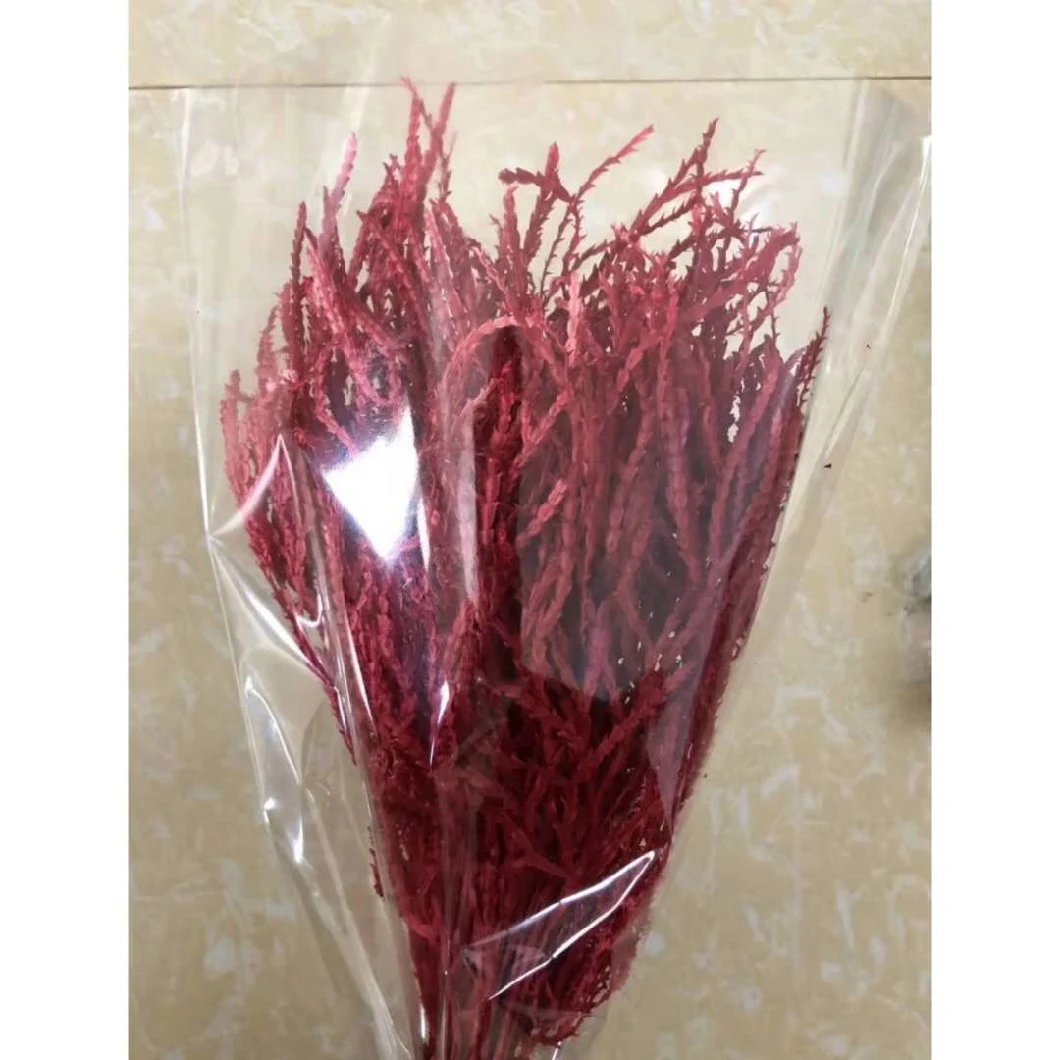 Reliable Chinese Supplier Blue Decorative Dried Euphorbia Chinensis Chinese Alpine Rush for Decoration