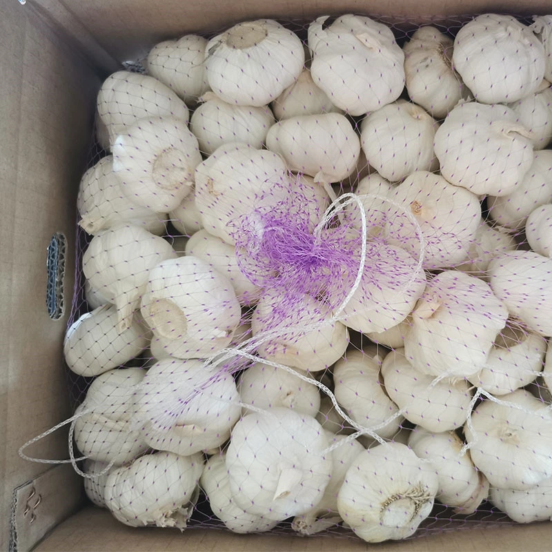 Chinese Wholesale Clove Fresh Garlic in Mesh Bag