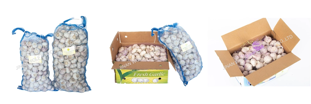 Mesh Bag Chinese Exporter Fresh Pure Super White Garlic