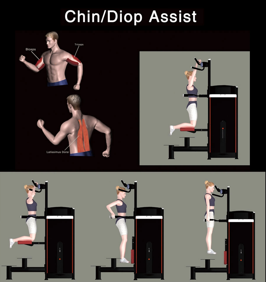 Gym Equipment of Chin up / DIP Assist for Arm Exercise (M3-1020)