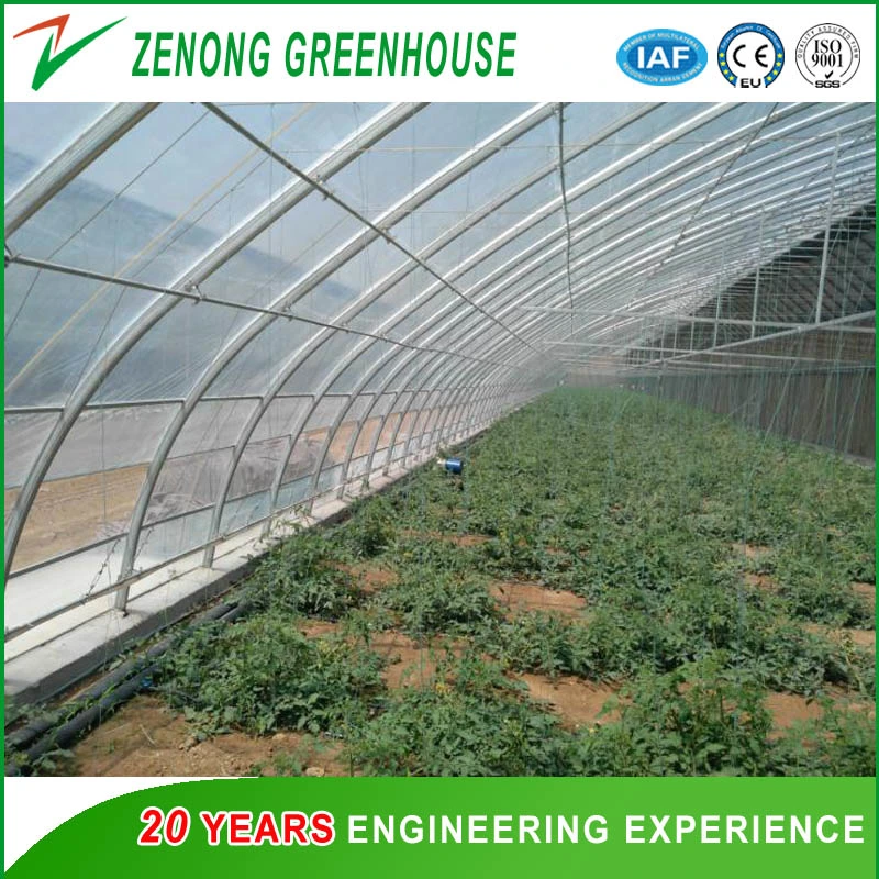 Economical Single Span Assembled Elliptical Tube Solar Greenhouse for Flowers/Vegetables/Fruits