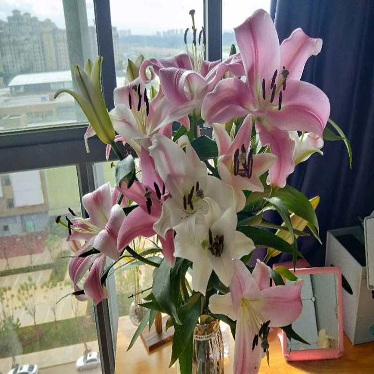Reliable Chinese Supplier Fresh Cut Flower Pink Lily for Decoration