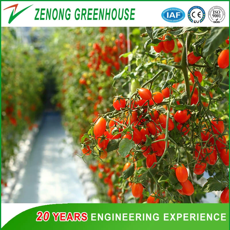 Vegetable Plastic Film Single-Tunnel Greenhouse with Outside Shading Net for Poultry/Mushroom/Flower