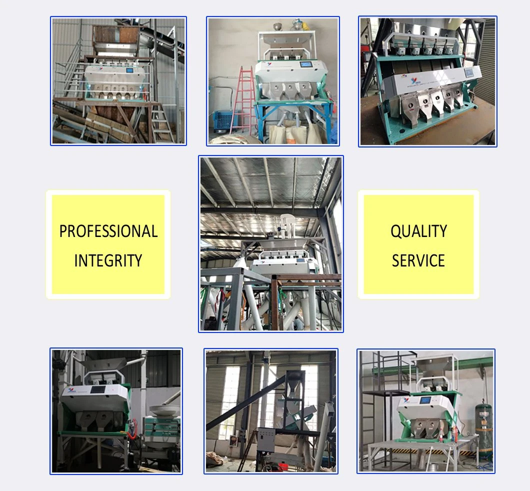 Cashew Color Sorter Nuts Processing Machine