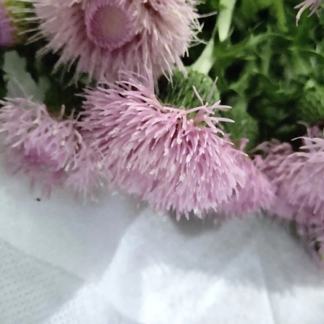 Fresh Real Flowers Processing Type Flower Fresh Cut Flower Longan Flos for Decoration