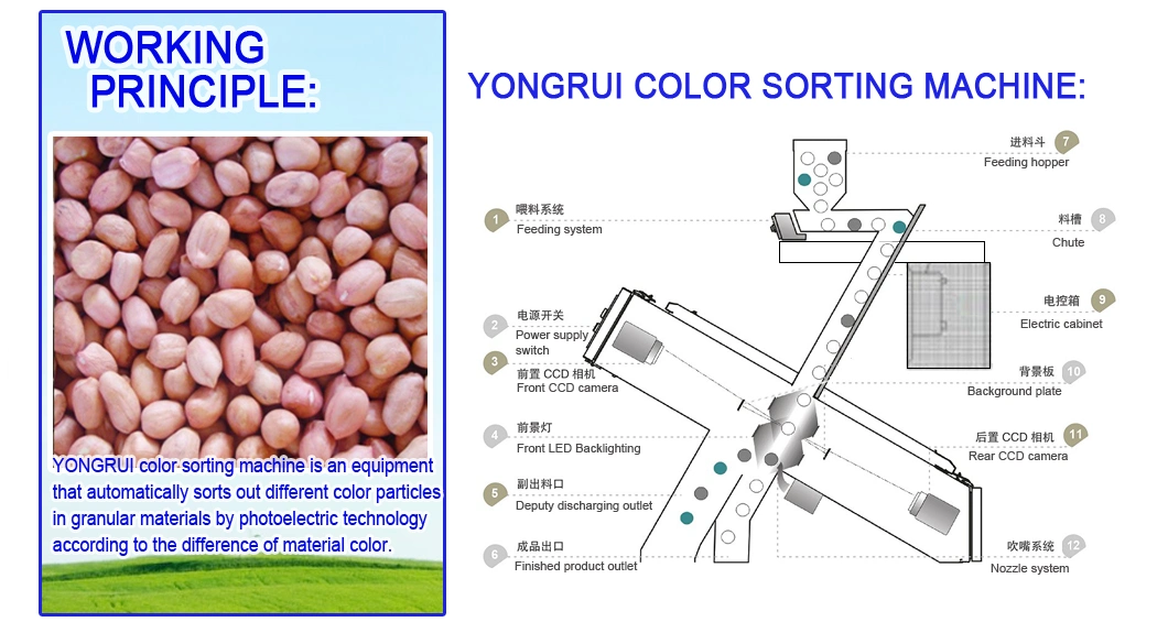 New Design Intelligent Nut Color Sorter Nut Processing Machine