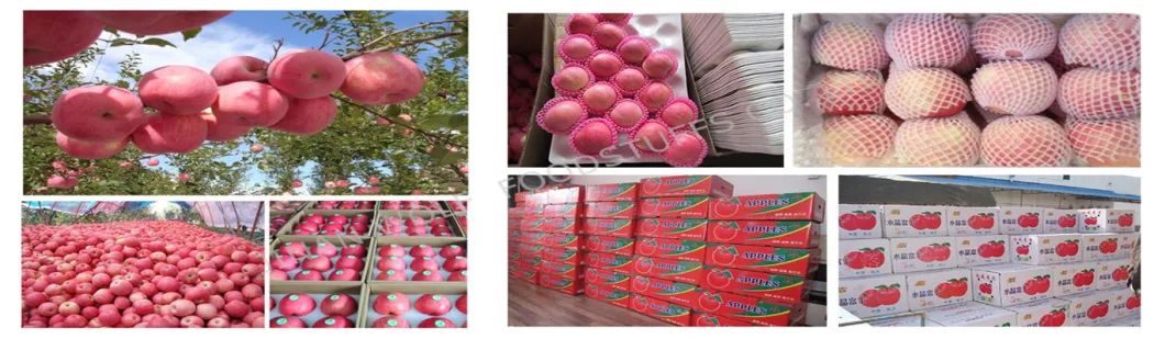 Red Fresh FUJI Apple/Qinguan Apple/Huaniu Apple/Gala Apple/Green Apple/Red Star Apple