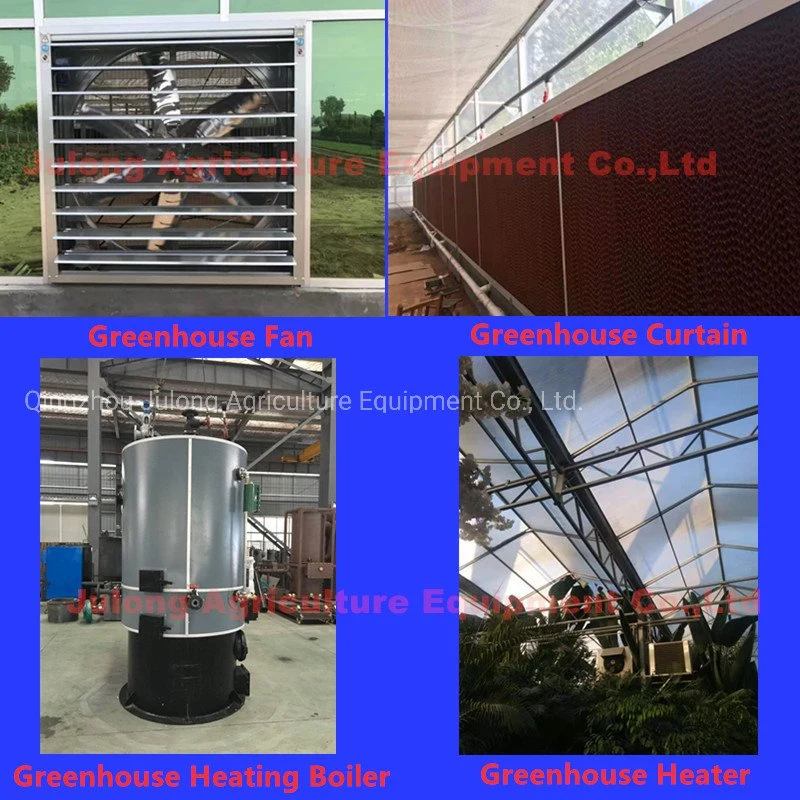 New Hydroponic Vegetable Seeds Film Greenhouse for Leafty Vegetable Tomato Pepper Cucumber Eggplant Flower Fruit