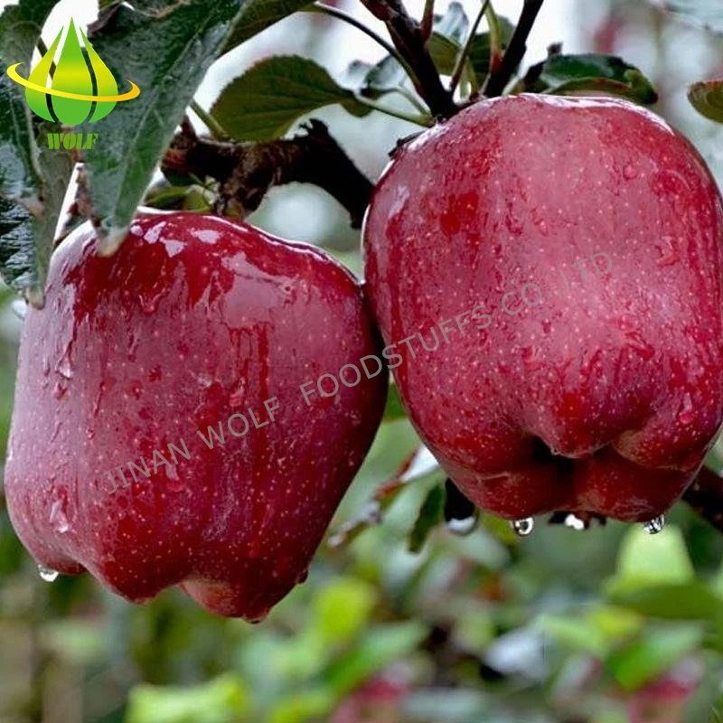 Red Fresh Huaniu Apple/FUJI Apple/Qinguan Apple/Gala Apple/Green Apple/Red Star Apple