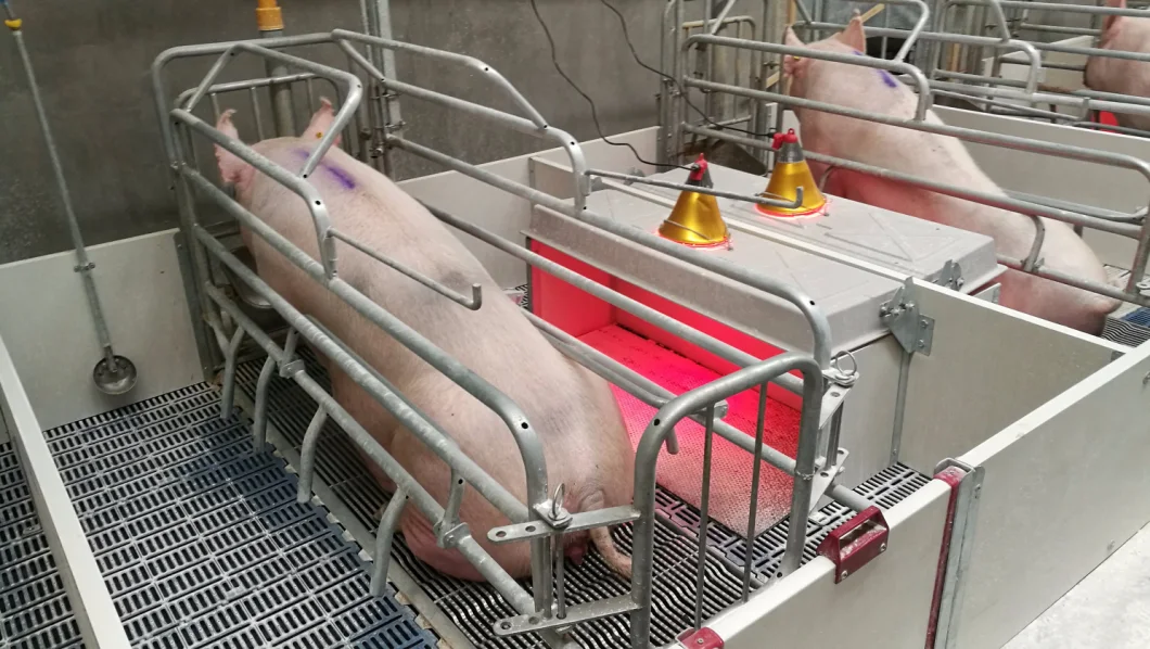 Hiapi New Design New Design Hot-Dipped Galvanized Swine Farrowing Crates for Pigs