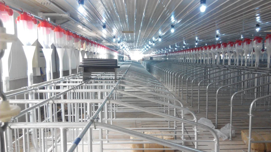 Gestation Crates for Pig