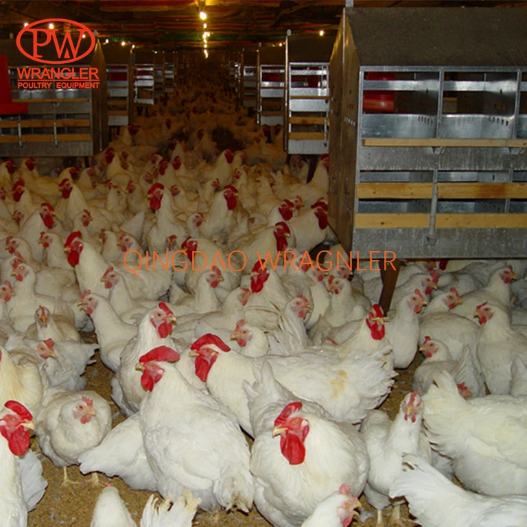 Automatic Chicken Nest/Automatic Laying Nest/Manual Egg Nest