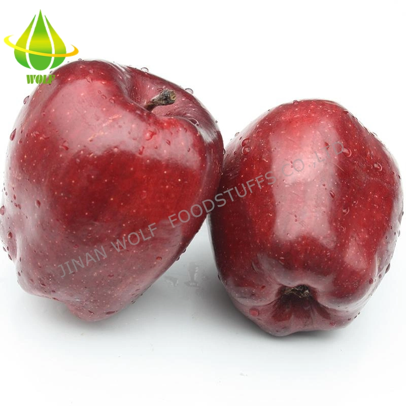 Red Fresh Huaniu Apple/FUJI Apple/Qinguan Apple/Gala Apple/Green Apple/Red Star Apple